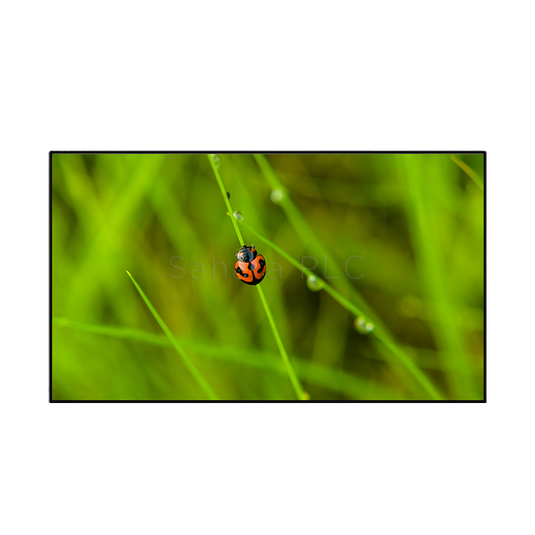 Clevertouch 65" CM Pro CTL-65DS94KV2 Commercial Display - TopAV