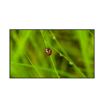 Clevertouch 43" CM Pro CTL-43DS94KV2 Commercial Display - TopAV